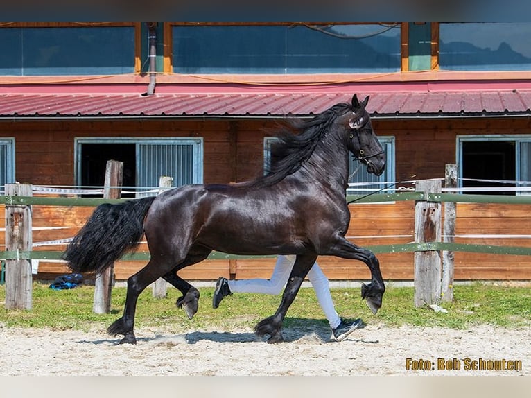 Friesian horses Mare 7 years 15,2 hh Black in Irdning
