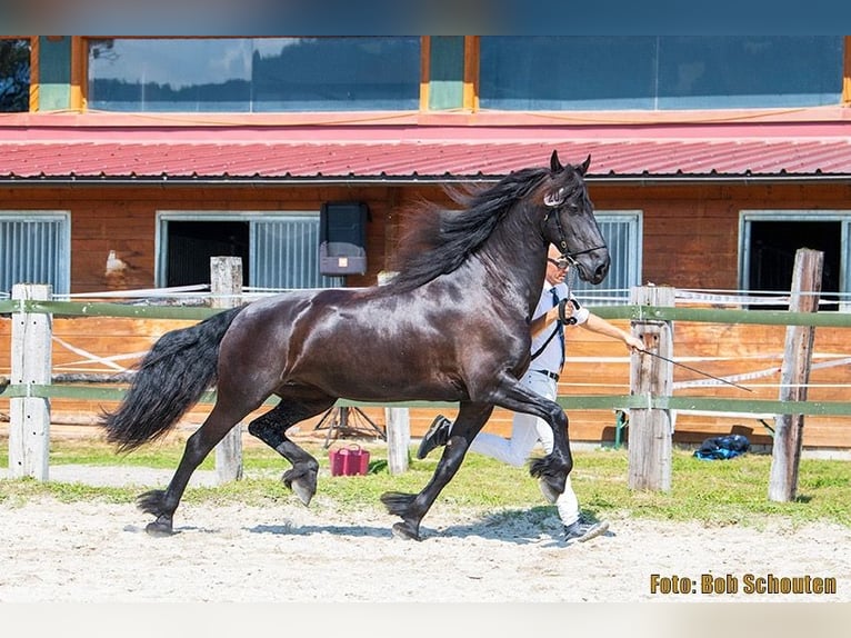 Friesian horses Mare 7 years 15,2 hh Black in Irdning