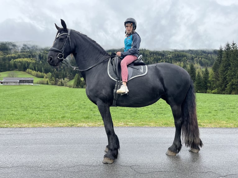 Friesian horses Mare 7 years 15,2 hh Black in Irdning