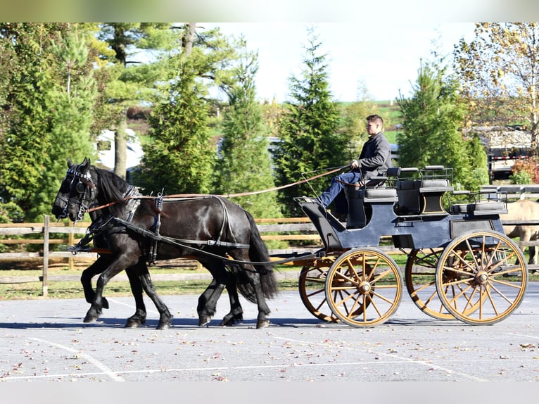 Friesian horses Mix Mare 7 years 16,1 hh Black in Gap