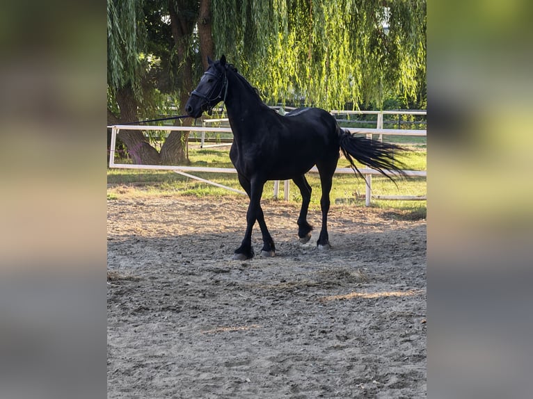 Friesian horses Mare 7 years 16.1 hh Black in Snagov