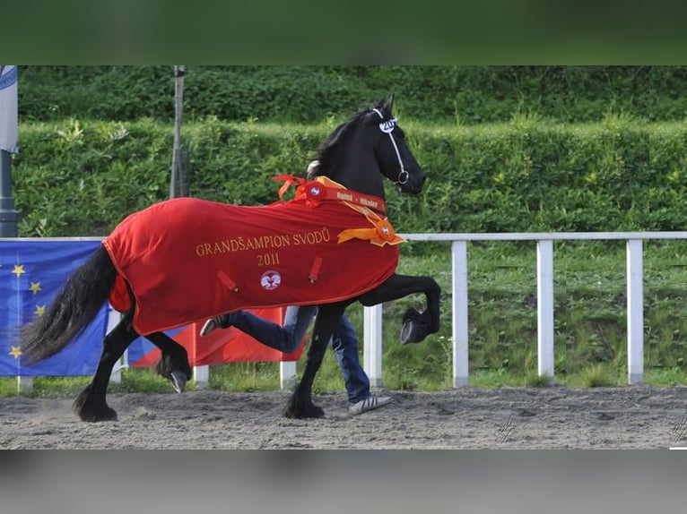 Friesian horses Mare 7 years 16,2 hh Black in Radonice