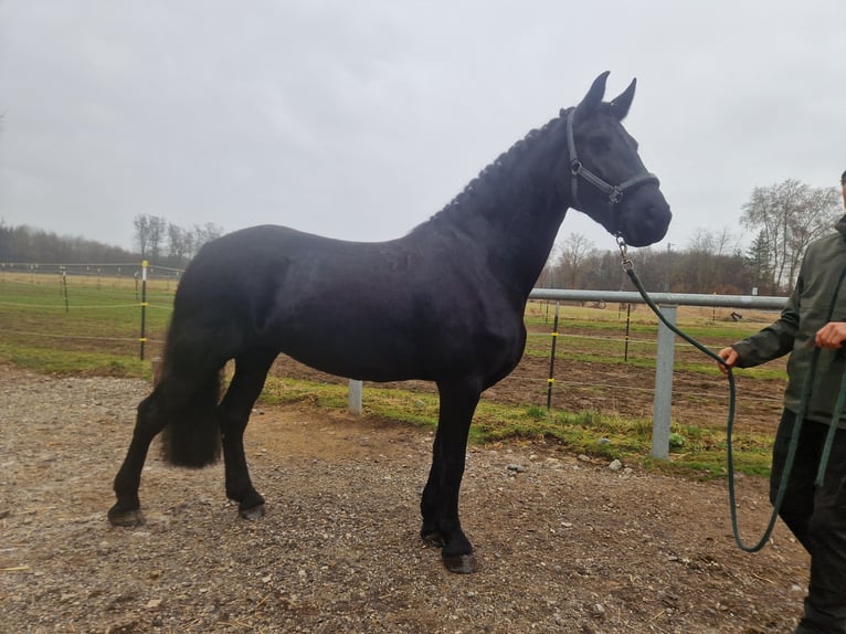 Friesian horses Mare 7 years 16 hh Black in We&#xDF;ling