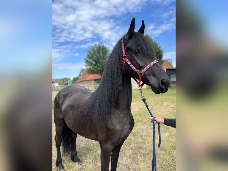 Friesian horses Mare 7 years 16 hh Black in Edemissen