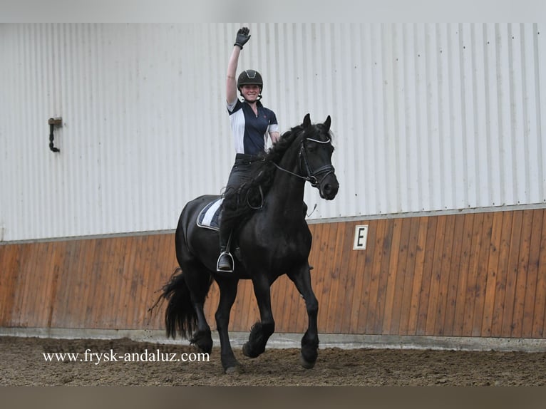 Friesian horses Mare 7 years 16 hh Black in Mijnsheerenland