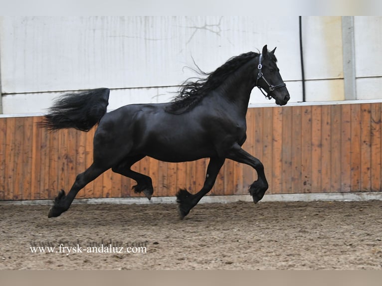 Friesian horses Mare 7 years 16 hh Black in Mijnsheerenland