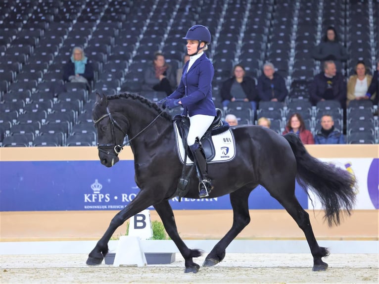 Friesian horses Mare 7 years 16 hh Black in Meinerzhagen