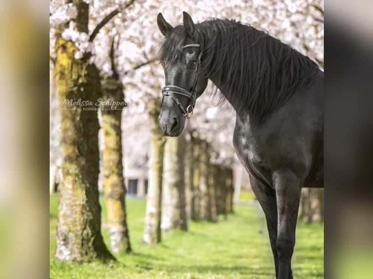 Friesian horses Mare 7 years 16 hh Black in Drouwenermond