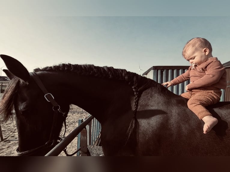 Friesian horses Mare 7 years 16 hh Black in Drouwenermond