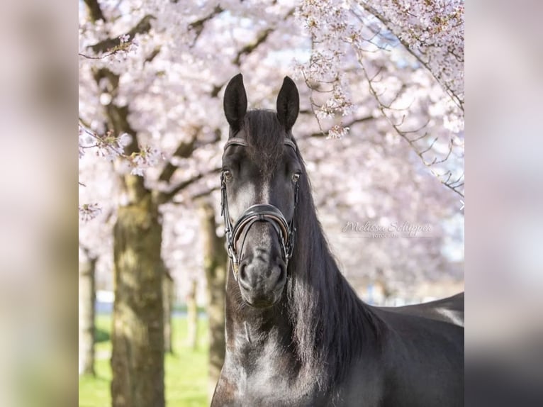 Friesian horses Mare 7 years 16 hh Black in Drouwenermond