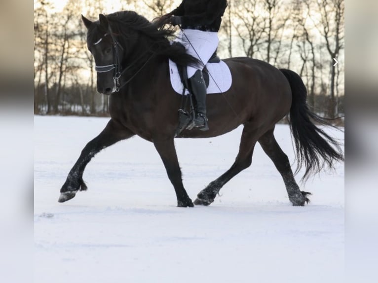 Friesian horses Mare 7 years 16 hh Black in Drouwenermond
