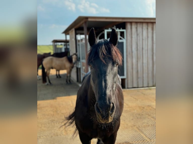 Friesian horses Mare 7 years 16 hh Brown in Ursensollen