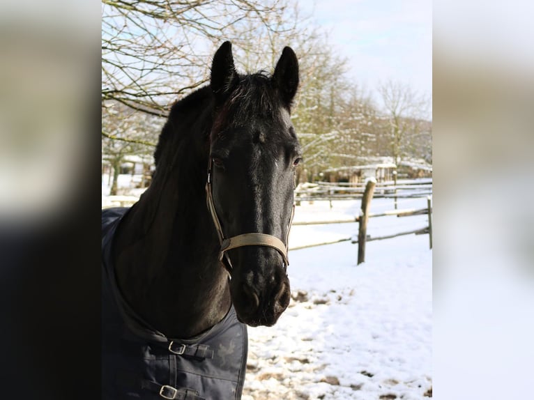 Friesian horses Mare 7 years 16 hh Brown in Ursensollen
