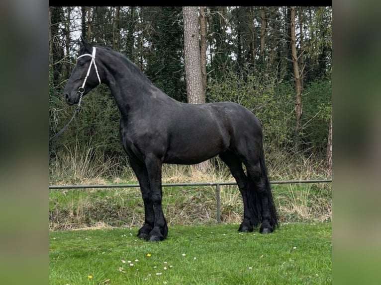 Friesian horses Mare 7 years 17 hh Black in Drachten