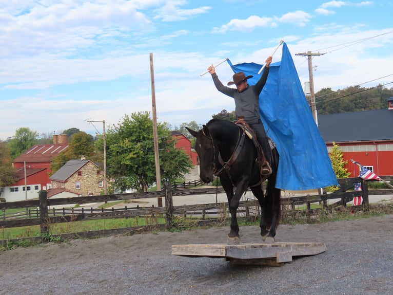Friesian horses Mare 7 years 17 hh Black in Honey Brook Friesian horses Mare 7 years 17 hh Black in Honey Brook