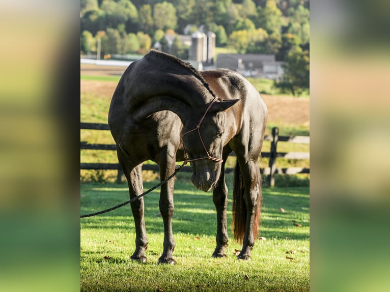 Friesian horses Mare 7 years 17 hh Black in Honey Brook Friesian horses Mare 7 years 17 hh Black in Honey Brook