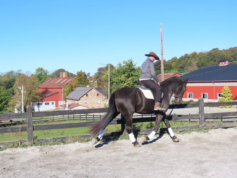 Friesian horses Mare 7 years 17 hh Black in Honey Brook Friesian horses Mare 7 years 17 hh Black in Honey Brook
