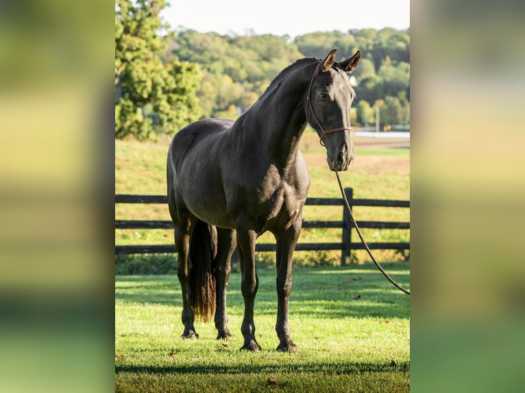 Friesian horses Mare 7 years 17 hh Black in Honey Brook Friesian horses Mare 7 years 17 hh Black in Honey Brook