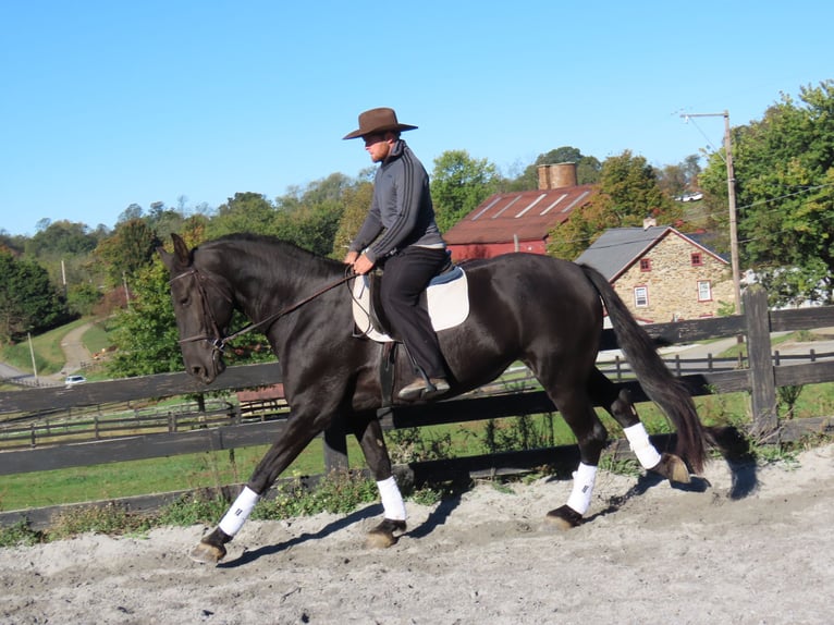 Friesian horses Mare 7 years 17 hh Black in Honey Brook Friesian horses Mare 7 years 17 hh Black in Honey Brook