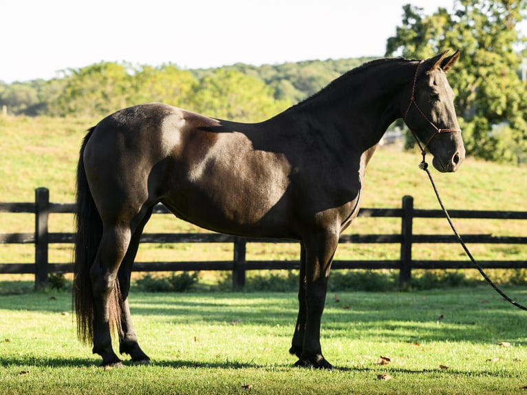 Friesian horses Mare 7 years 17 hh Black in Honey Brook Friesian horses Mare 7 years 17 hh Black in Honey Brook