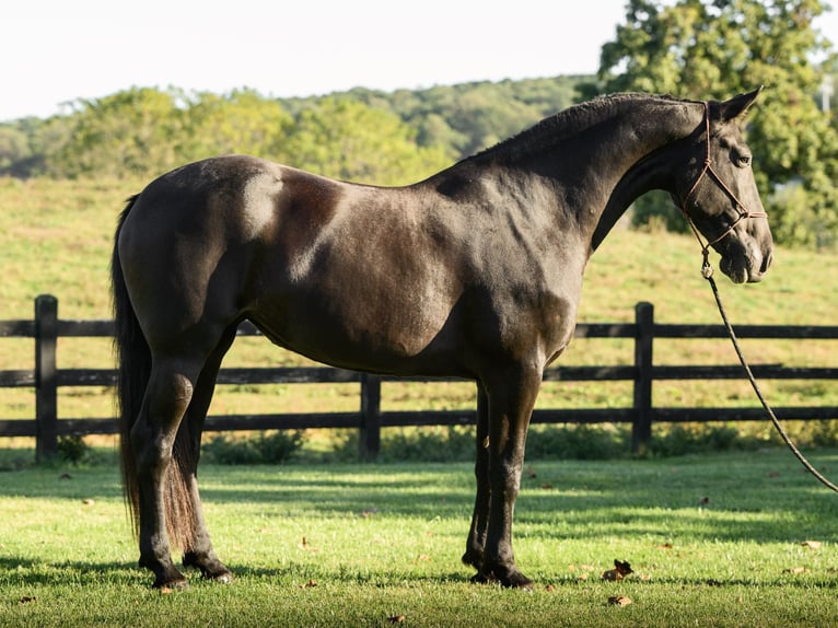 Friesian horses Mare 7 years 17 hh Black in Honey Brook Friesian horses Mare 7 years 17 hh Black in Honey Brook