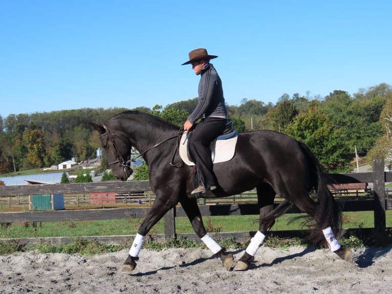 Friesian horses Mare 7 years 17 hh Black in Honey Brook Friesian horses Mare 7 years 17 hh Black in Honey Brook