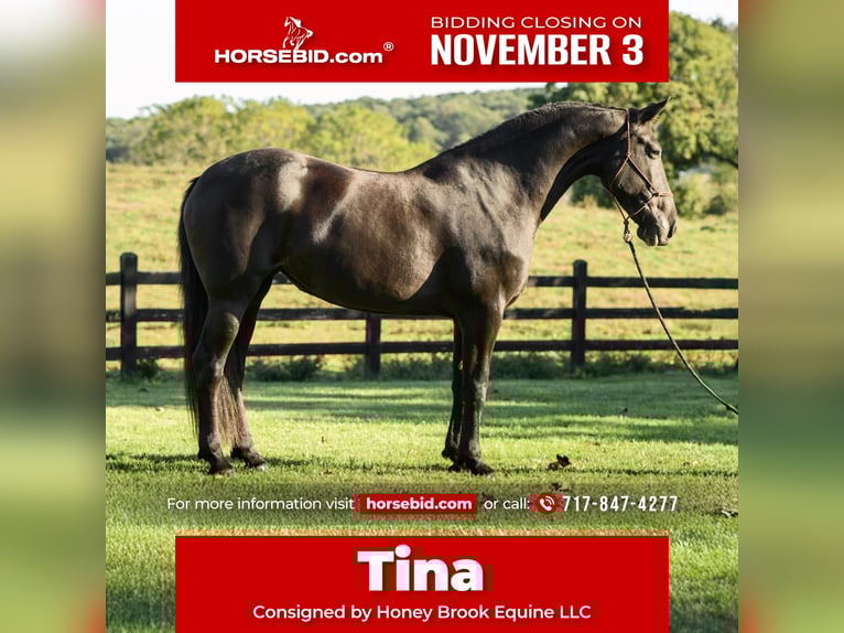 Friesian horses Mare 7 years 17 hh Black in Honey Brook Friesian horses Mare 7 years 17 hh Black in Honey Brook