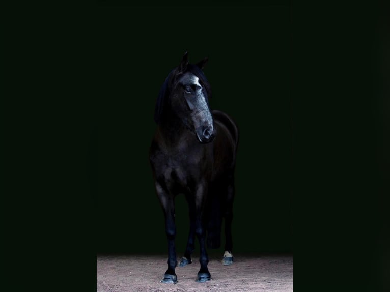 Friesian horses Mare 7 years Black in Dallas PA