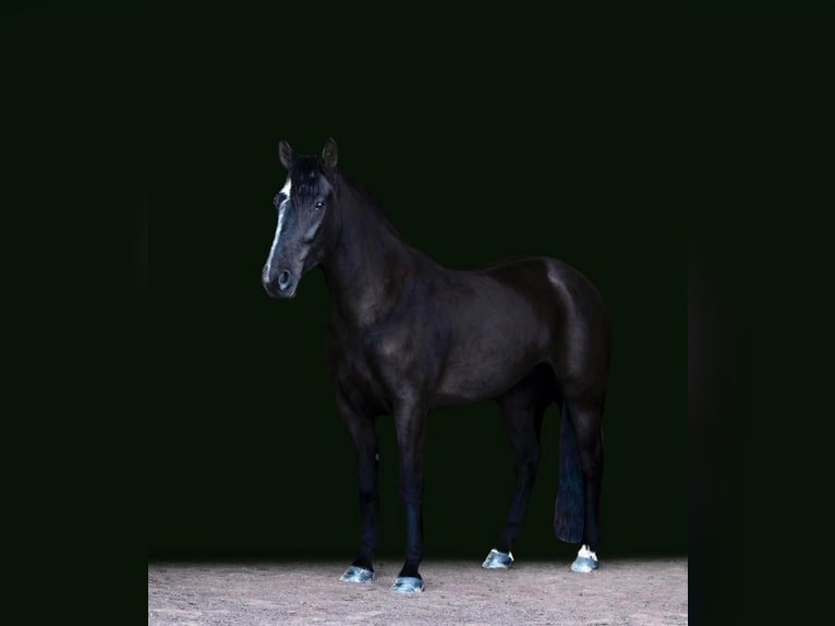 Friesian horses Mare 7 years Black in Dallas PA