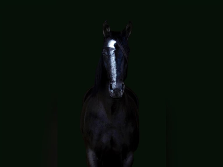 Friesian horses Mare 7 years Black in Dallas PA