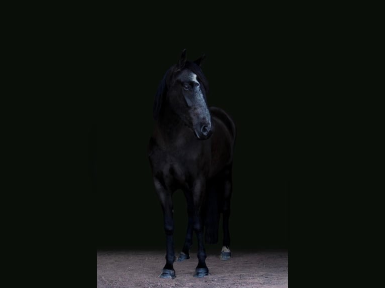 Friesian horses Mare 7 years Black in Dallas PA