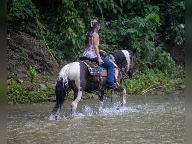 Friesian horses Mix Mare 8 years 14 hh in Ewing, KY