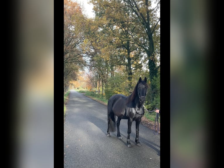 Friesian horses Mix Mare 8 years 15,1 hh Black in Ambt Delden