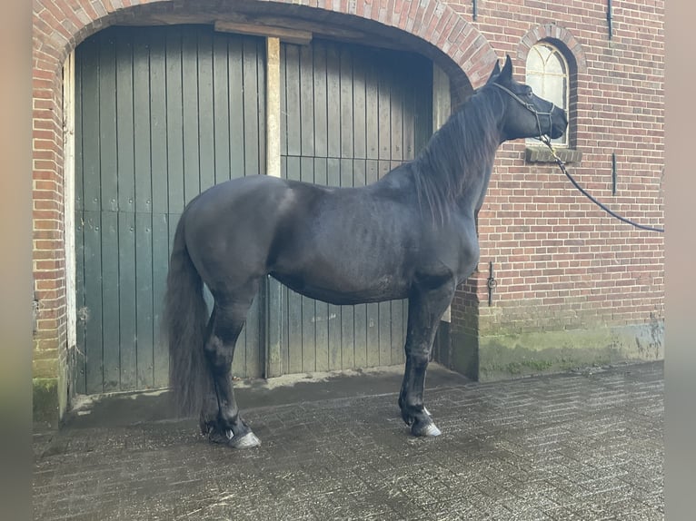 Friesian horses Mix Mare 8 years 15,1 hh Black in Ambt Delden