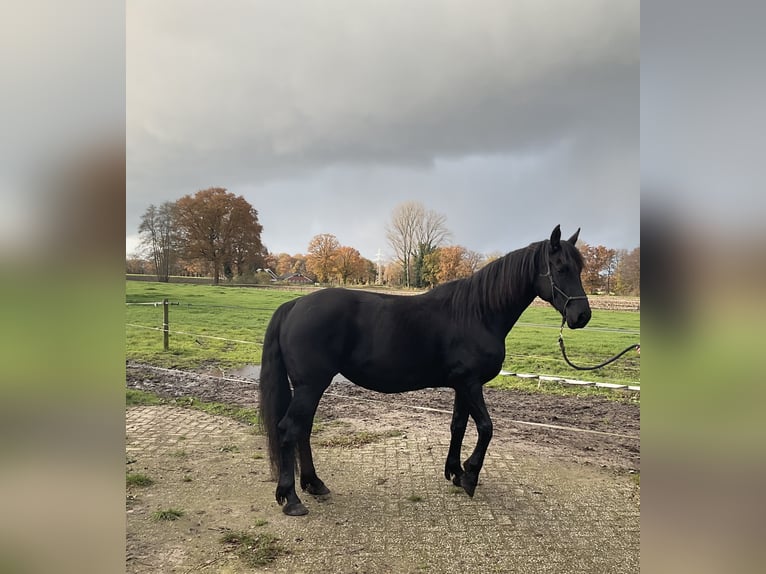 Friesian horses Mix Mare 8 years 15,1 hh Black in Ambt Delden