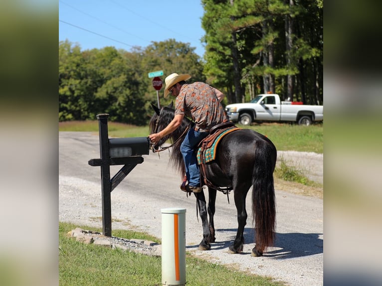 Friesian horses Mare 8 years 15,1 hh Black in Santa Fe