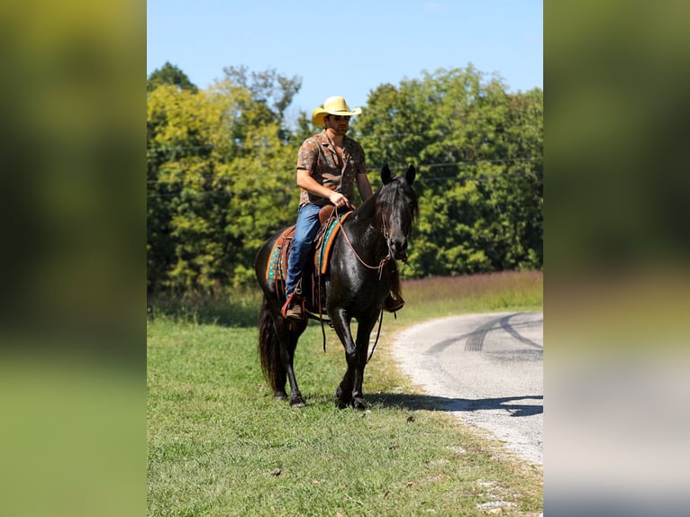 Friesian horses Mare 8 years 15,1 hh Black in Santa Fe
