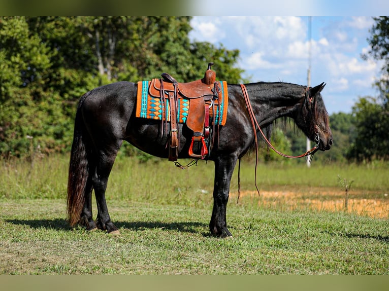 Friesian horses Mare 8 years 15,1 hh Black in Santa Fe