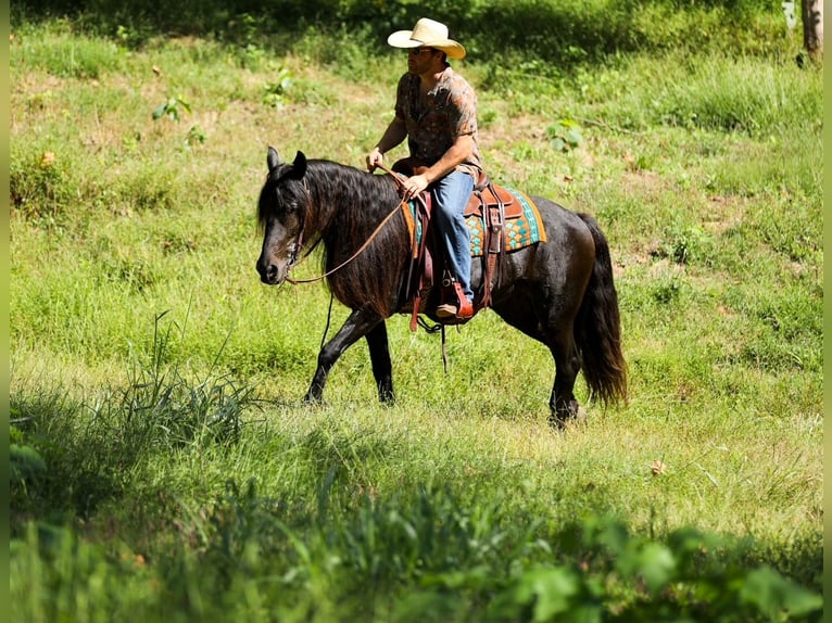 Friesian horses Mare 8 years 15,1 hh Black in Santa Fe