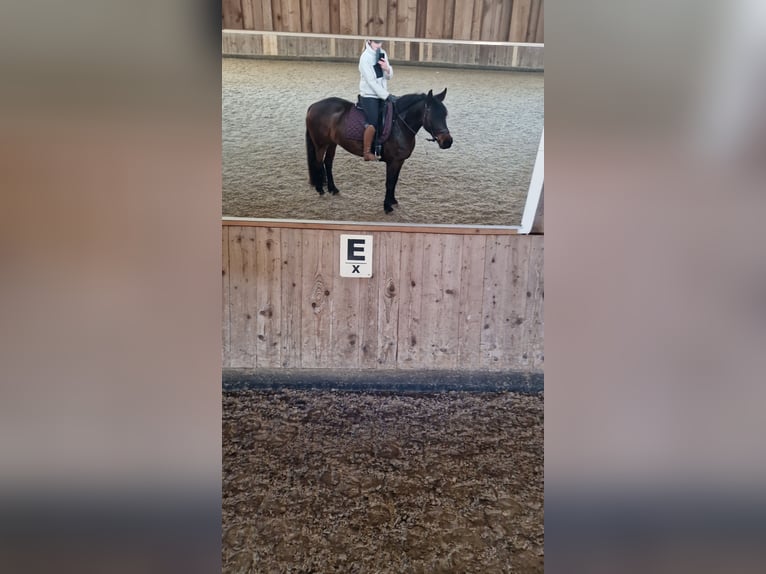 Friesian horses Mix Mare 8 years 15,1 hh Brown in Bamberg