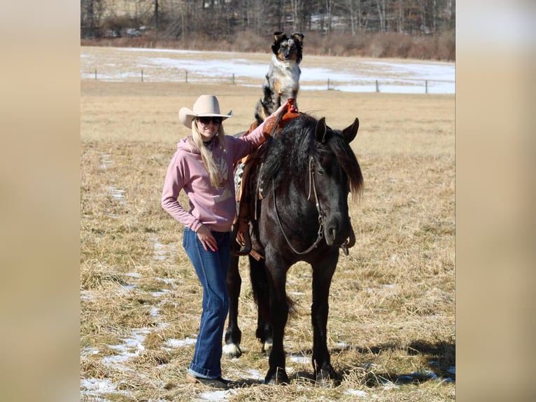 Friesian horses Mix Mare 8 years 15,3 hh Roan-Blue in Beaver Springs, PA