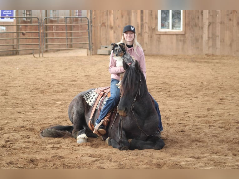 Friesian horses Mix Mare 8 years 15,3 hh Roan-Blue in Beaver Springs, PA