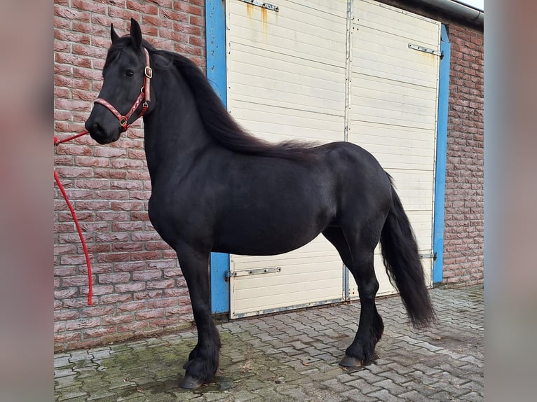 Friesian horses Mare 8 years 15,2 hh Black in Dalen
