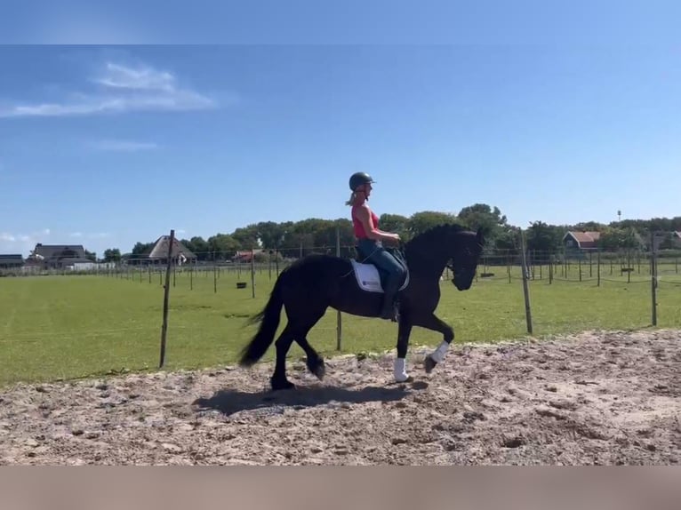 Friesian horses Mare 8 years 15,2 hh Black in Sint Maartensvlotbrug