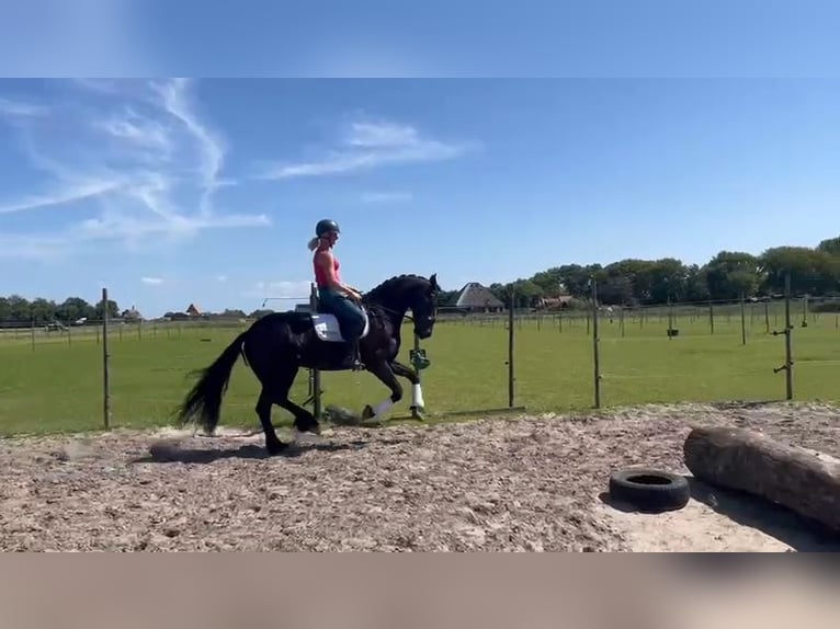 Friesian horses Mare 8 years 15,2 hh Black in Sint Maartensvlotbrug