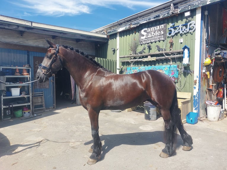 Friesian horses Mare 8 years 15,2 hh Black in Sint Maartensvlotbrug