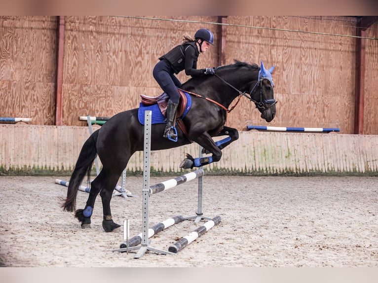 Friesian horses Mare 8 years 15,2 hh Black in Sint Maartensvlotbrug