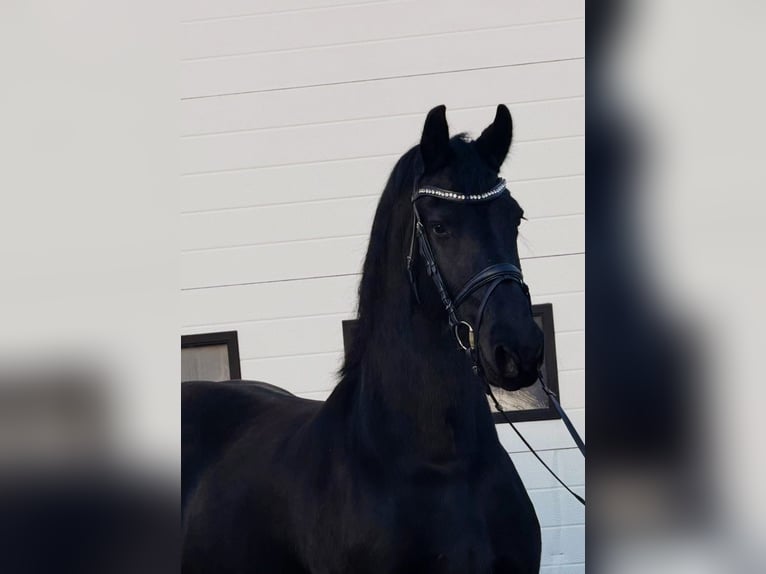 Friesian horses Mare 8 years 15,3 hh Black in Someren