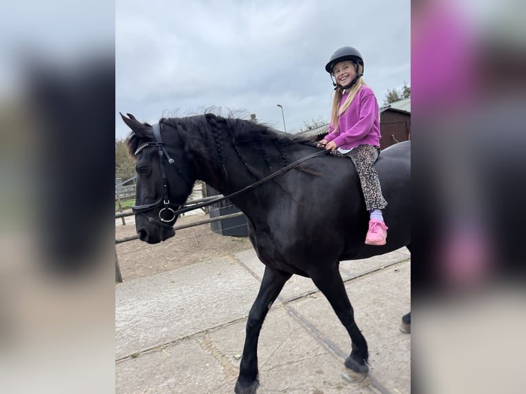 Friesian horses Mare 8 years 16.1 hh Black in Castricum
