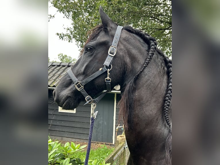 Friesian horses Mare 8 years 16 hh Black in Barneveld